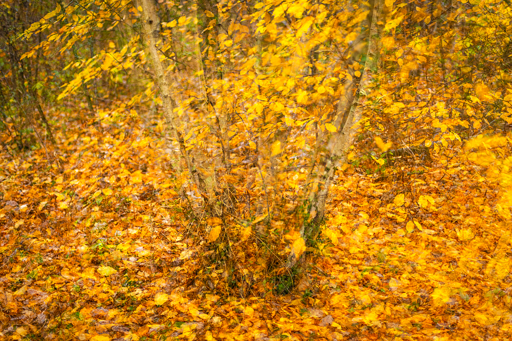 Silver birch (Betula pendula) and hornbeam (Carpinus betulus), multiple exposure, autumn colour, Kent, England, United Kingdom, Europe