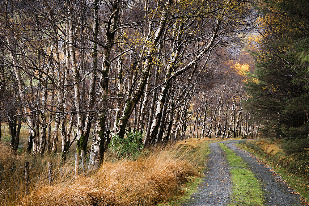 Silver birch (Betula pendula) avenue and track in autumn, The Black Valley, Killarney National Park, County Kerry, Munster, Republic of Ireland, Europe