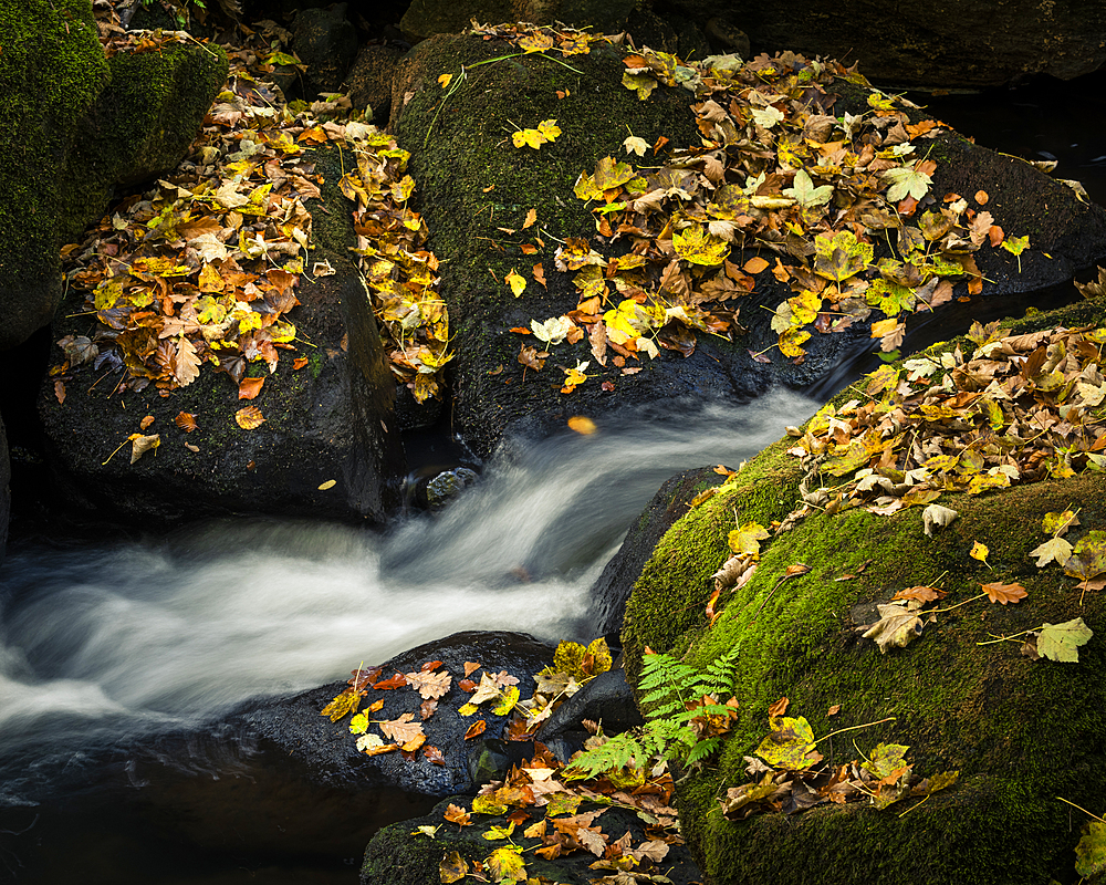 Autumn leaves covering moss covered rocks, Padley Gorge, Peak District National Park, Derbyshire, England, United Kingdom, Europe