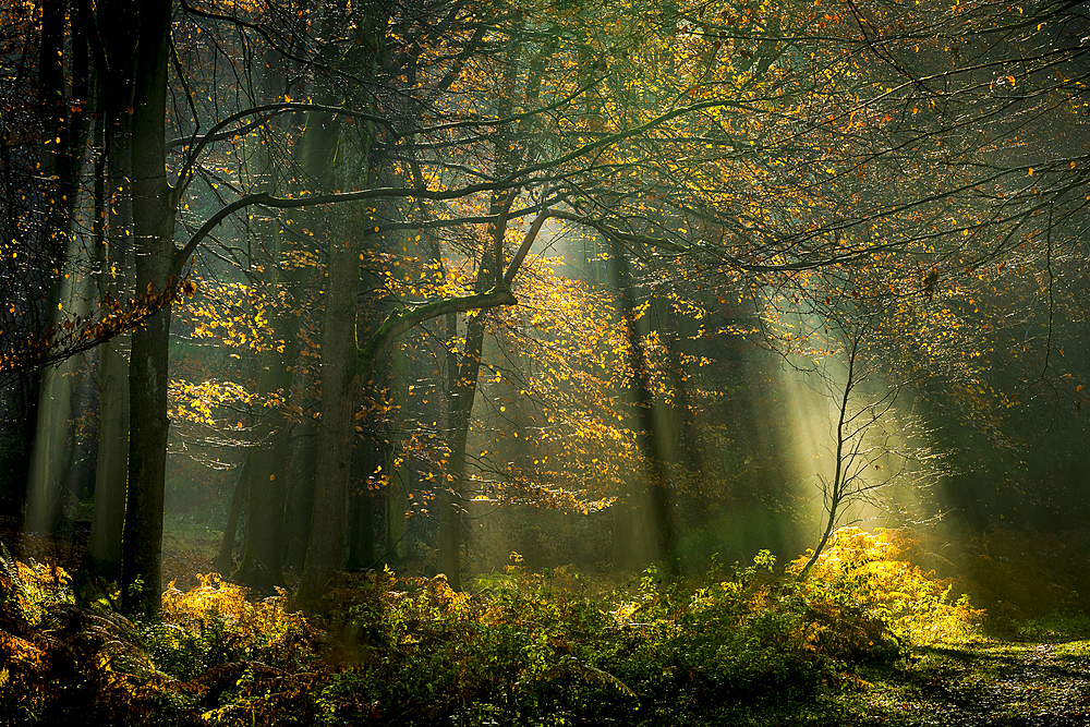 Common beech (Fagus sylvatica) trees, morning sunlight, autumn colour, King's Wood, Challock, Kent, England, United Kingdom, Europe