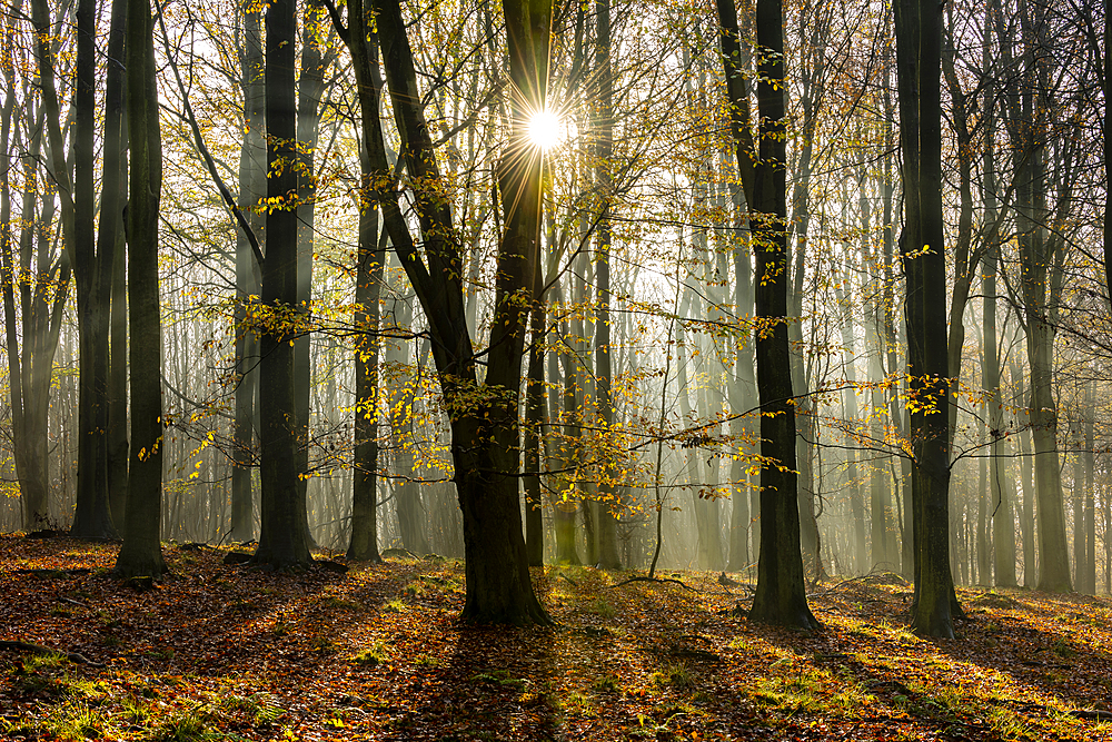 Common beech (Fagus sylvatica) trees, morning sunlight, autumn colour, King's Wood, Challock, Kent, England, United Kingdom, Europe