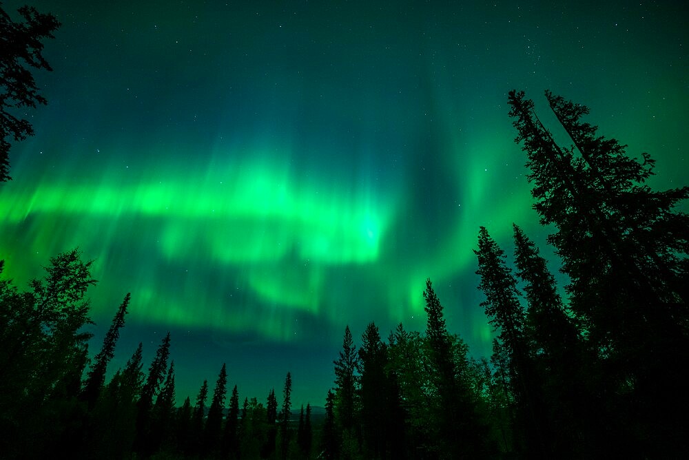 Aurora borealis (Northern Lights) over coniferous forest, Muonio, Lapland, Finland, Europe