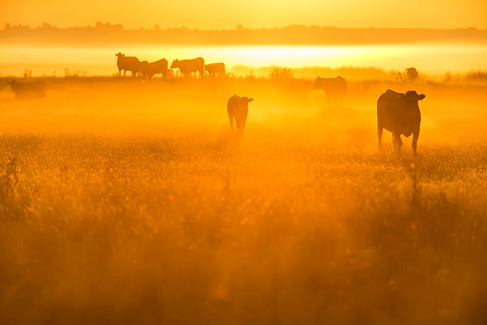 Cattle on grazing marsh at sunrise, Elmley Marshes National Nature Reserve, North Kent Marshes, Isle of Sheppey, Kent, England, United Kingdom, Europe