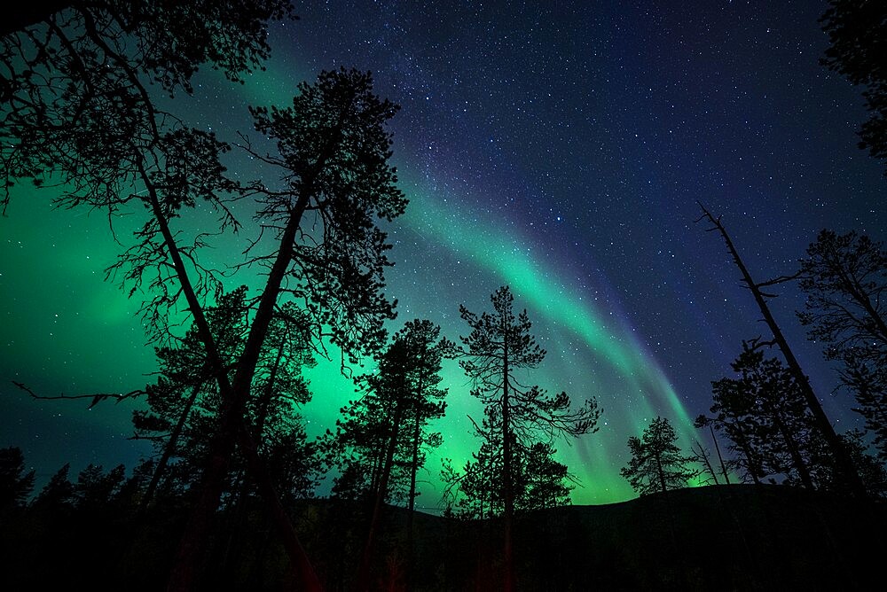 Aurora borealis (Northern Lights) over coniferous forest, Muonio, Lapland, Finland, Europe