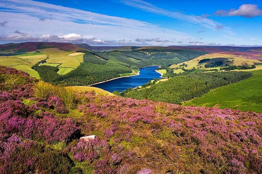 View of Upper Derwent Reservoir and flowering heather in August from Derwent Edge, Peak District National Park, Derbyshire, England, United Kingdom, Europe