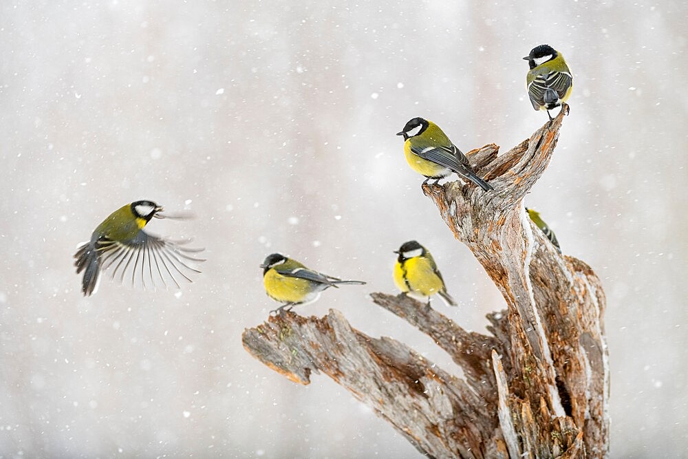 Great tit (Parus major) group, in snowfall, Kuusamo, Finland, Europe