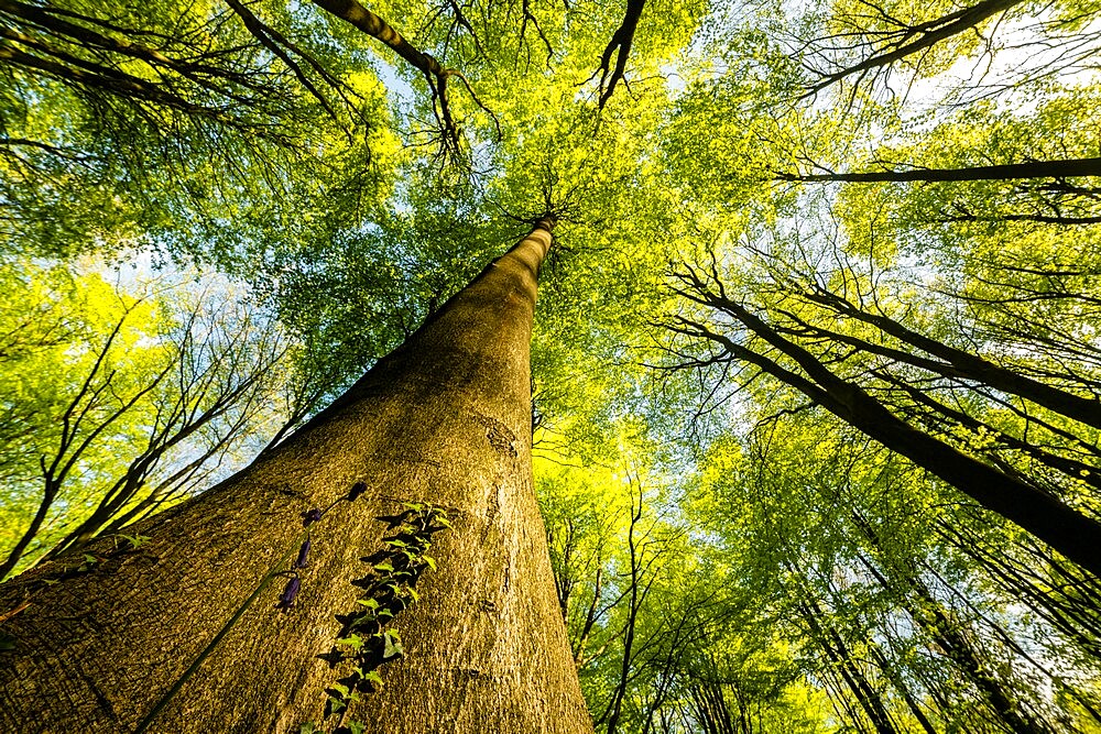 Trunks and canopy of beech trees (Fagus sylvatica), Kent, England, United Kingdom, Europe