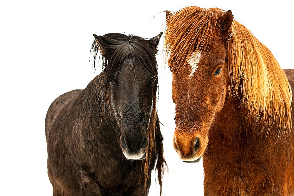 Icelandic horses (Equus ferus caballus), Gullfoss, Iceland, Polar Regions