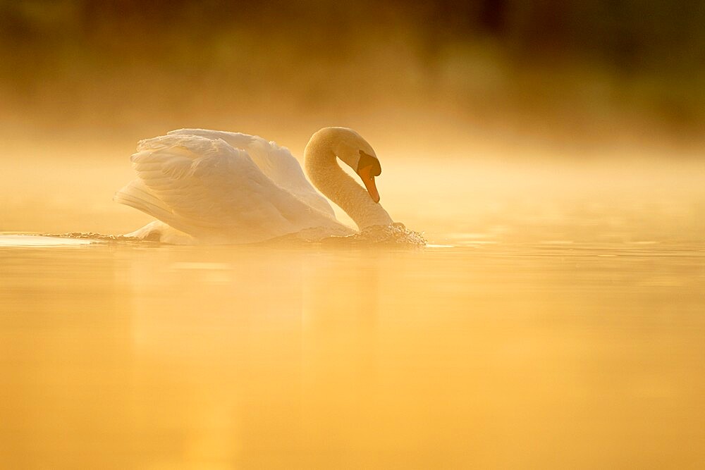 Mute swan (Cygnus olor) at sunrise, territorial behaviour, Kent, England, United Kingdom, Europe