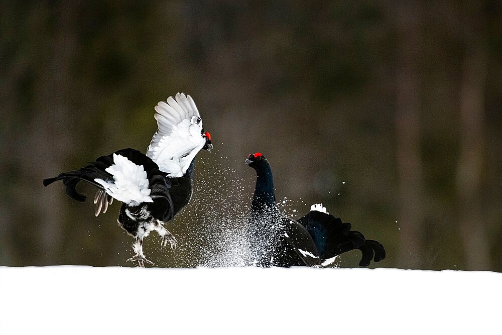 Black grouse (Lyrurus tetrix), fighting, territorial behaviour, Kuusamo, Finland, Europe