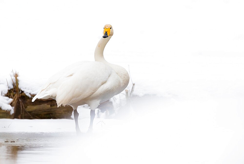 Whooper swan (Cygnus cygnus) in the snow, Kent, England, United Kingdom, Europe