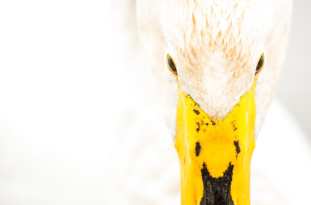 Close-up of Whooper swan (Cygnus cygnus), Kent, England, United Kingdom, Europe