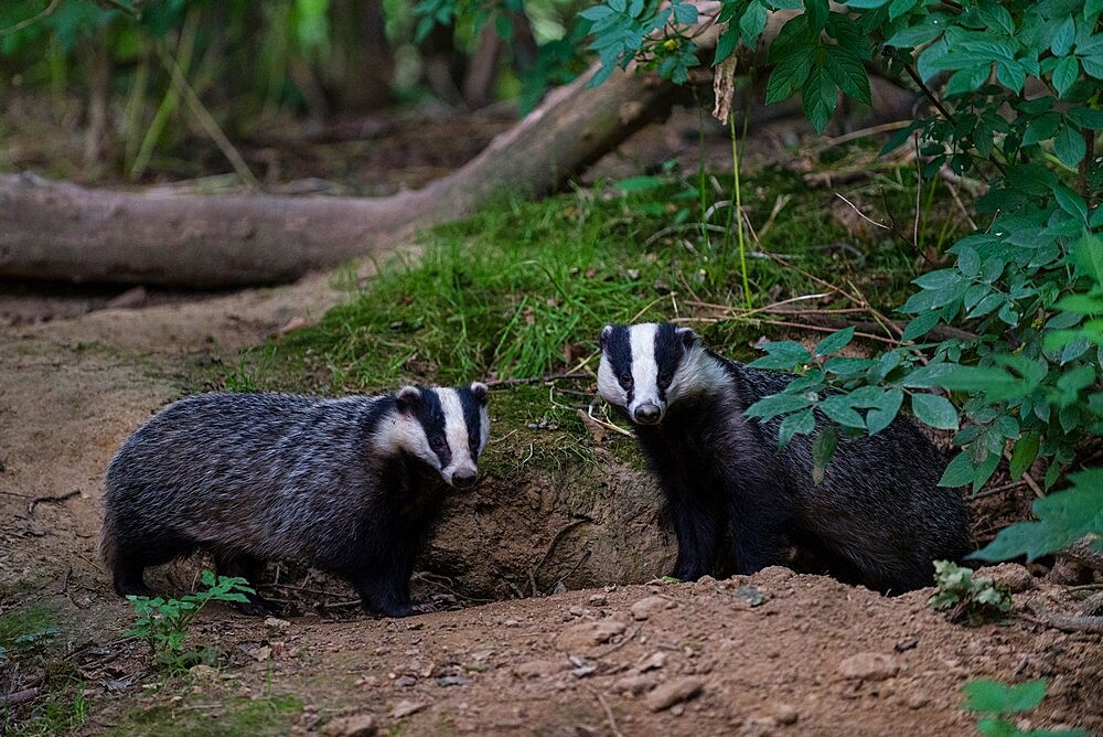 Eurasian Badger (Meles meles) adult, pair standing beside each other, coppice woodland habitat, Kent, England, United Kingdom, Europe