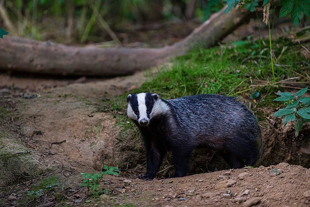 Eurasian Badger (Meles meles) adult, standing beside sett entrance, coppice woodland habitat, Kent, England, United Kingdom, Europe