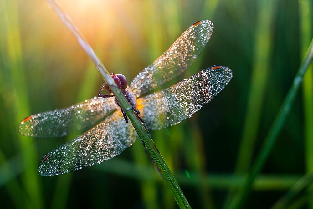 Common Darter (Sympetrum striolatum) dragonfly adult, covered in dew, at dawn, Elmley Marshes National Nature Reserve, Isle of Sheppey, Kent, England, United Kingdom, Europe