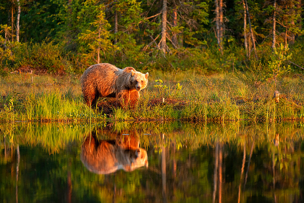 Eurasian brown bear (Ursus arctos arctos) in evening sunlight, reflected in lake, Kuhmo, Finland, Europe