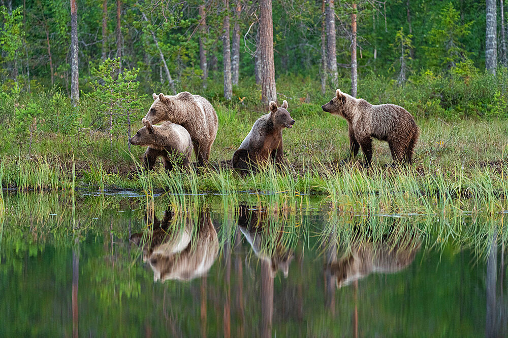 Eurasian brown bear (Ursus arctos arctos) and cubs, Kuhmo, Finland, Europe