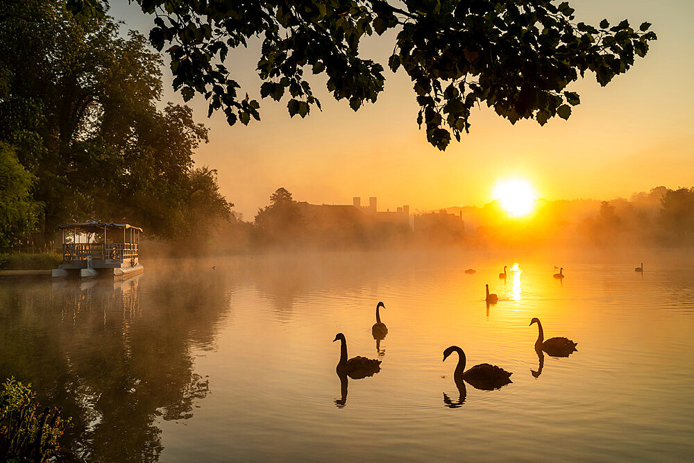 Black swan (Cygnus atratus), at sunrise, Kent, England, United Kingdom, Europe