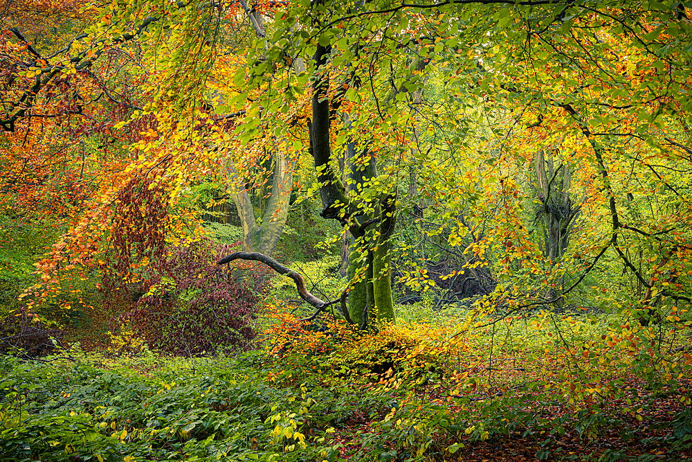 Broadleaved woodland in autumn, United Kingdom, Europe