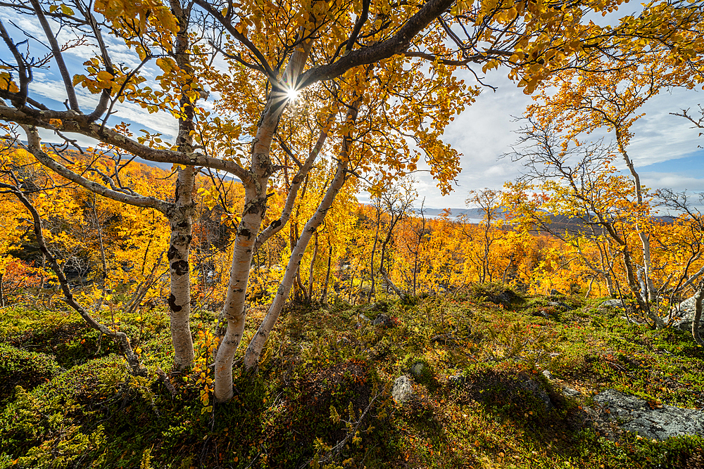 Silver birch (Betula pendula) on fell top, Kilpisjarvi, Lapland, Finland, Europe