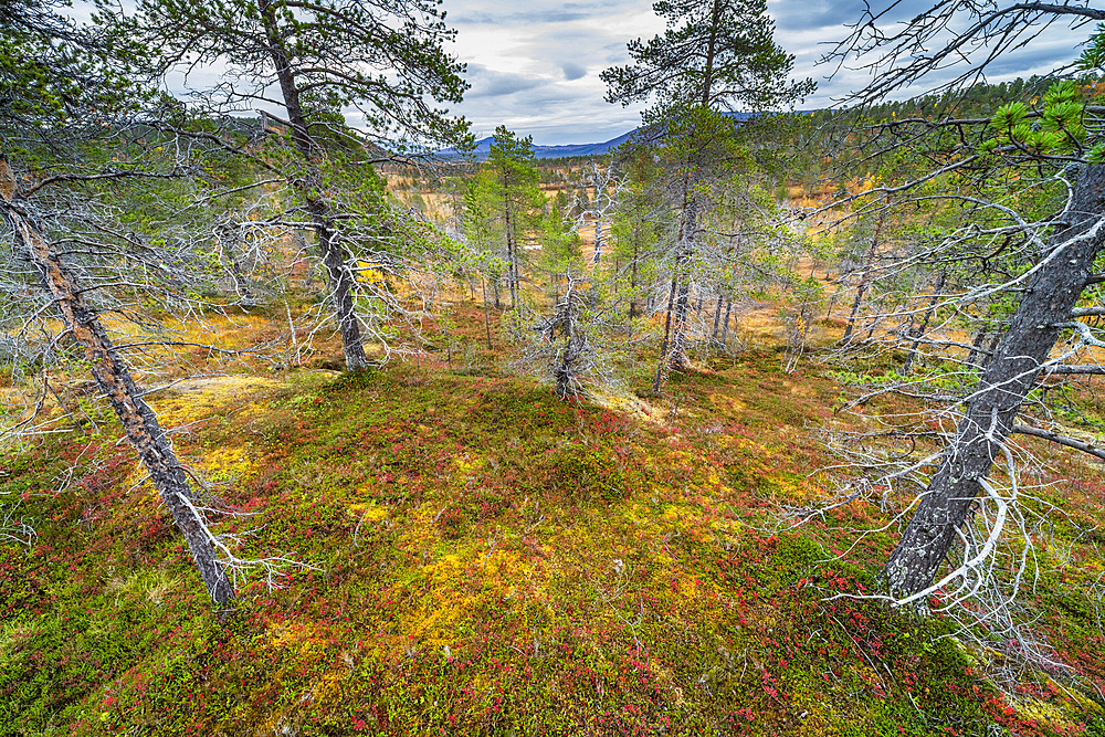 Pine forest, autumn colour, Anderdalen National Park, Senja, Troms og Finnmark, Norway, Scandinavia, Europe