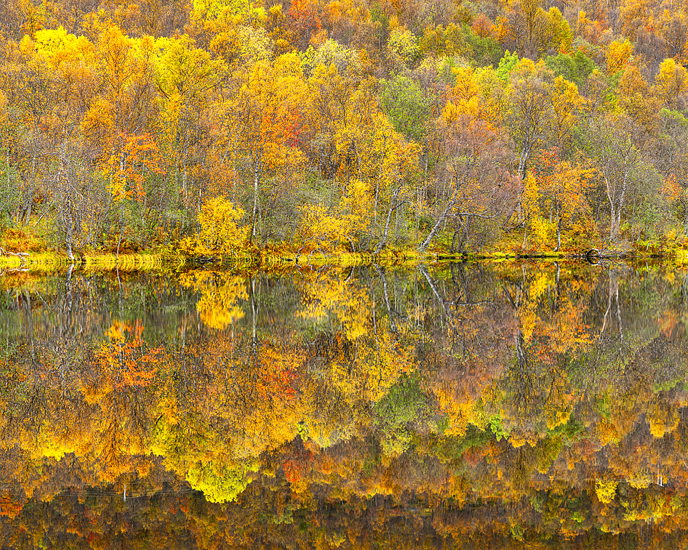 Silver birch reflected in lake in autumn, Senja, Troms og Finnmark, Norway, Scandinavia, Europe