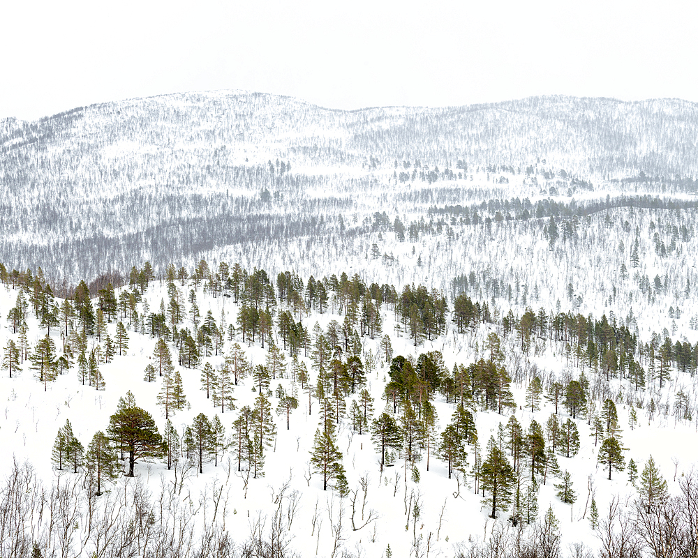 Snow covered hills and mountains covered in pine forest, Anderdalen National Park, Senja, Troms og Finnmark, Norway, Scandinavia, Europe