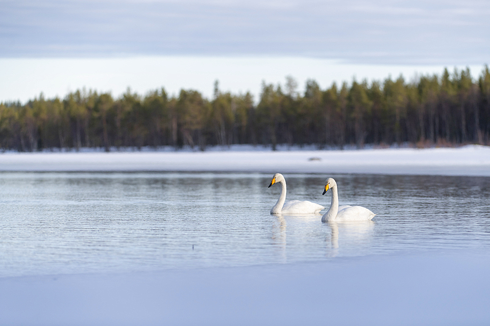 Whooper swan (Cygnus cygnus) swimming in lake, Finland, Europe