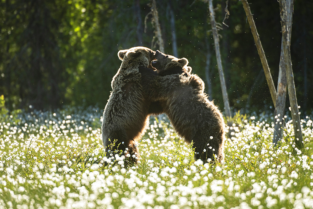 Eurasian brown bear (Ursus arctos arctos) sub-adults play fighting in cotton grass meadow, Finland, Europe