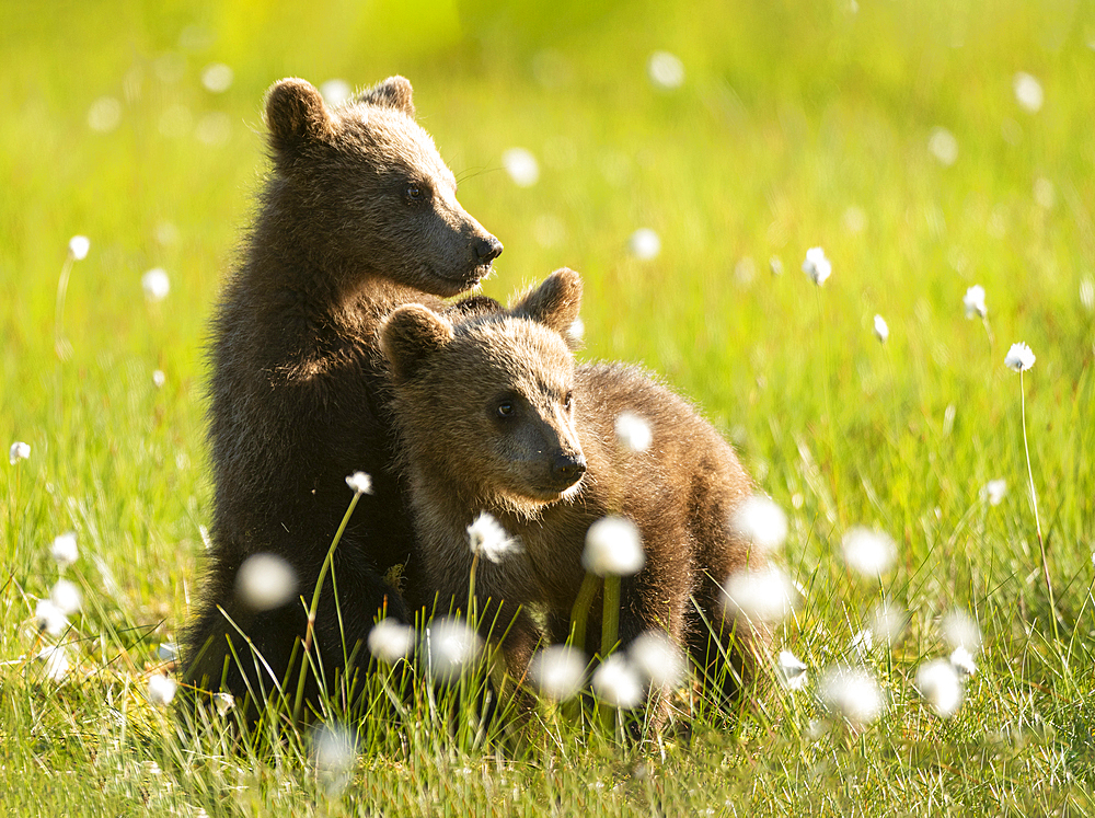 Eurasian brown bear (Ursus arctos arctos) cubs in cotton grass meadow, Finland, Europe