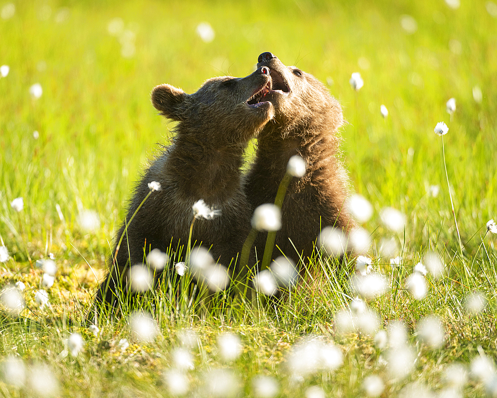 Eurasian brown bear (Ursus arctos arctos) cubs playing in cotton grass meadow, Finland, Europe