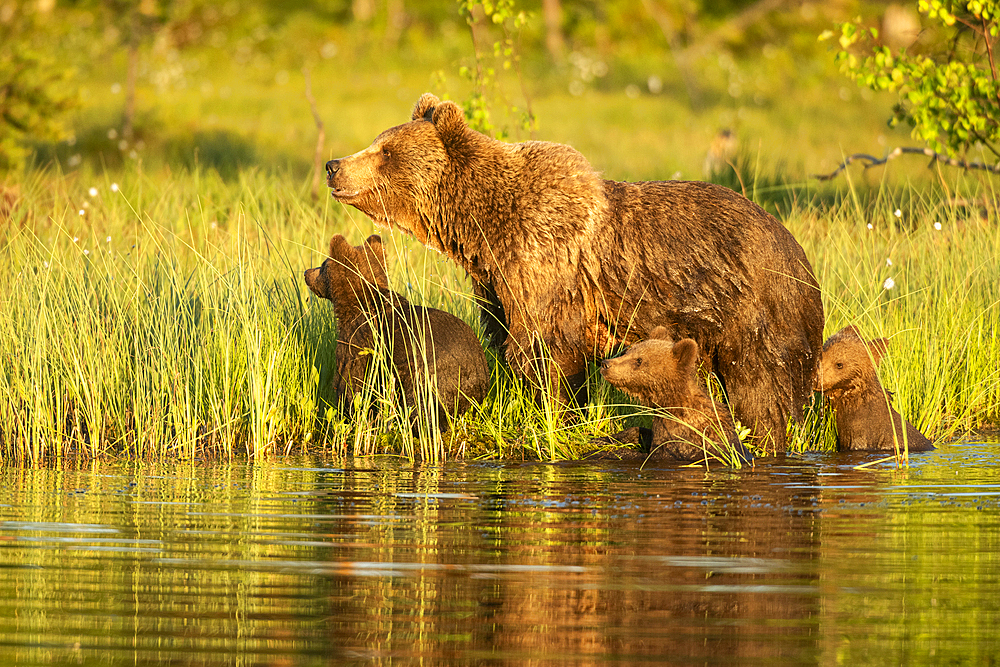 Eurasian brown bear (Ursus arctos arctos) adult female with cubs, coming out of lake, Finland, Europe