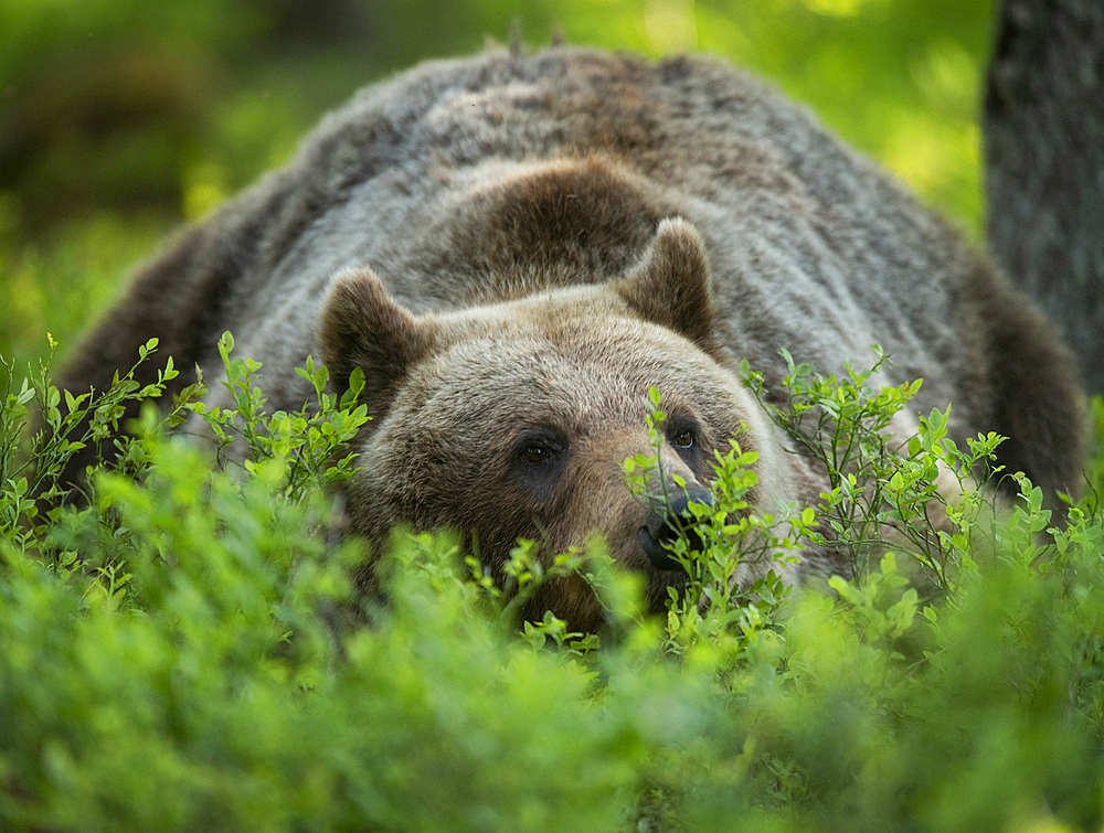 Eurasian brown bear (Ursus arctos arctos) lying down in forest environment, Finland, Europe