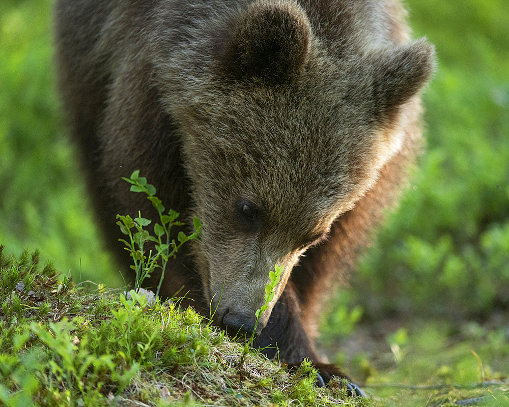 Eurasian brown bear (Ursus arctos arctos) looking for food in forest environment, Finland, Europe