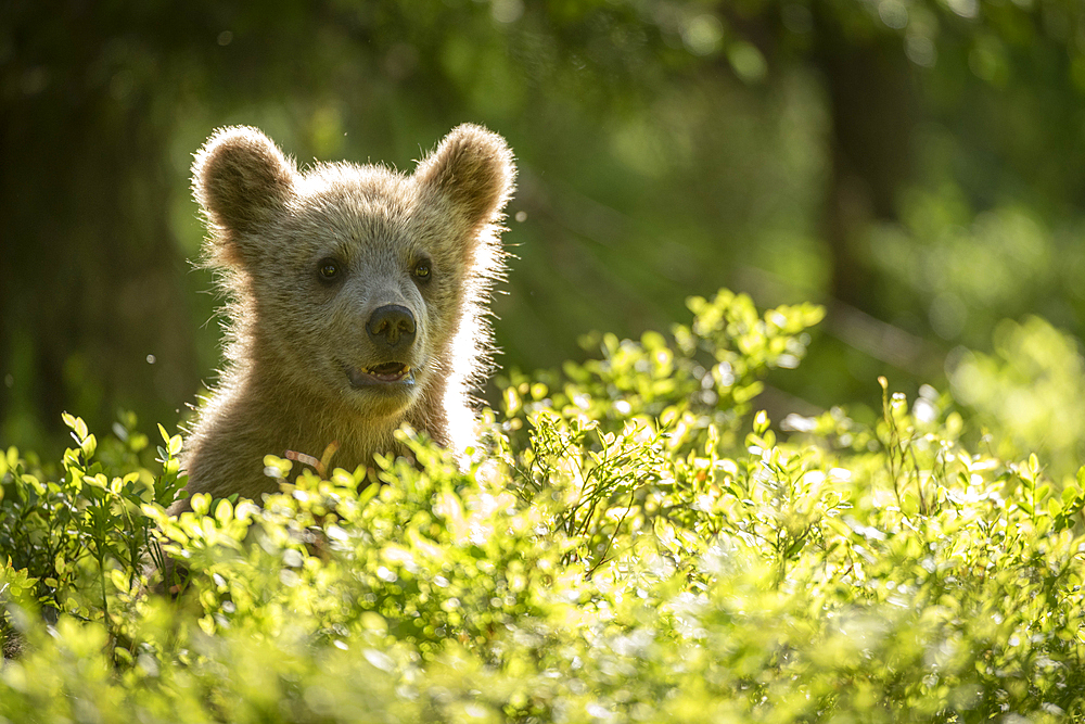 Eurasian brown bear (Ursus arctos arctos) cub in forest environment, Finland, Europe