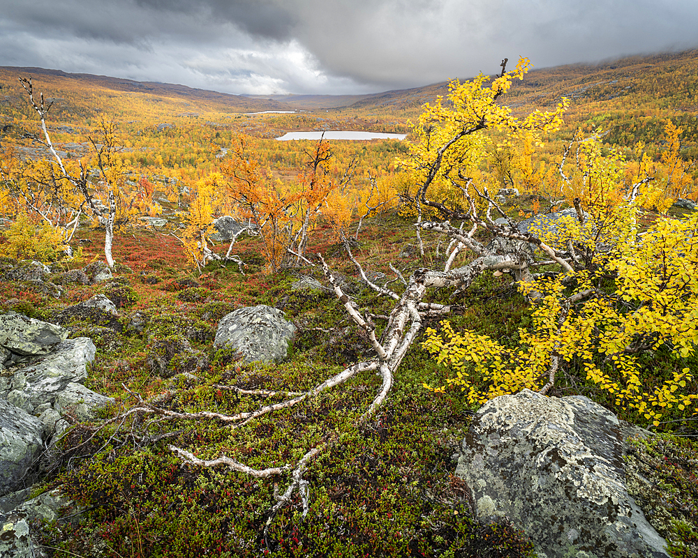 View of silver birch (Betula pendula) and fells, autumn colour, Norway, Scandinavia, Europe