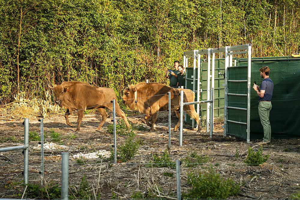 European Bison (Bison bonasus), female (cow), being released into woodland as part of the Wilder Blean project, Kent, England, United Kingdom, Europe