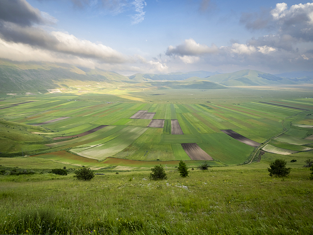 Blooming flowers and lentils on the Piano Grande, Monti Sibillini National Park, Castelluccio di Norcia, Perugia, Italy, Europe