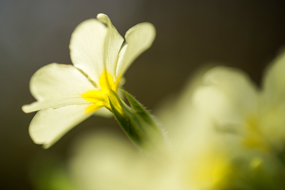 Common primrose (Primula vulgaris) flowering, close-up of flowers, growing in woodland habitat, Kent, England, United Kingdom, Europe