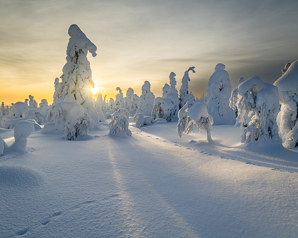 Frozen trees (Tykky) and mountain hare tracks on Kuntivaara Fell, Finland, Europe