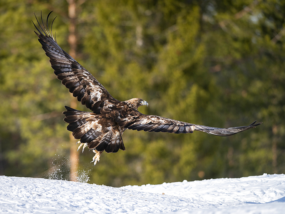 Golden eagle (Aquila chrysaetos) taking off, Finland, Europe