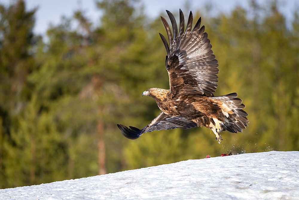 Golden eagle (Aquila chrysaetos) taking off, Finland, Europe