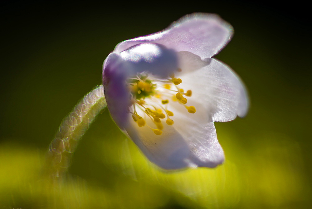 Wood anemone (Anemone nemorosa) flowering, head closed, growing in woodland habitat, Kent, England, United Kingdom, Europe