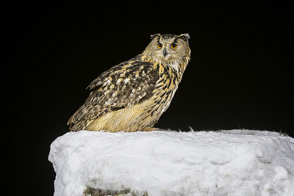 Eurasian eagle owl (Bubo bubo) on snow covered tree stump, Finland, Europe