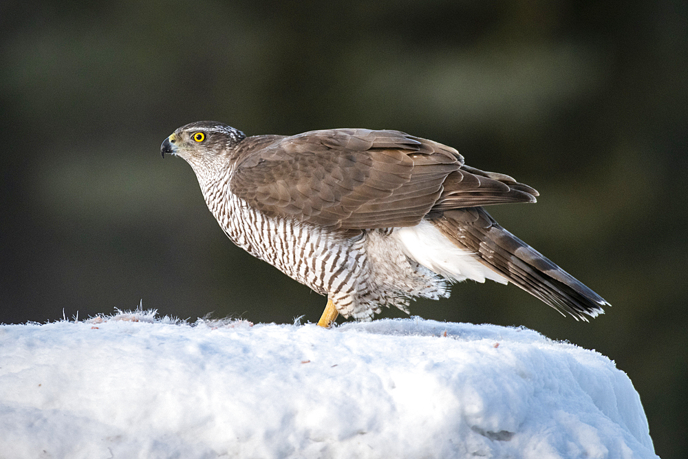 Goshawk (Accipiter gentilis), female, Finland, Europe