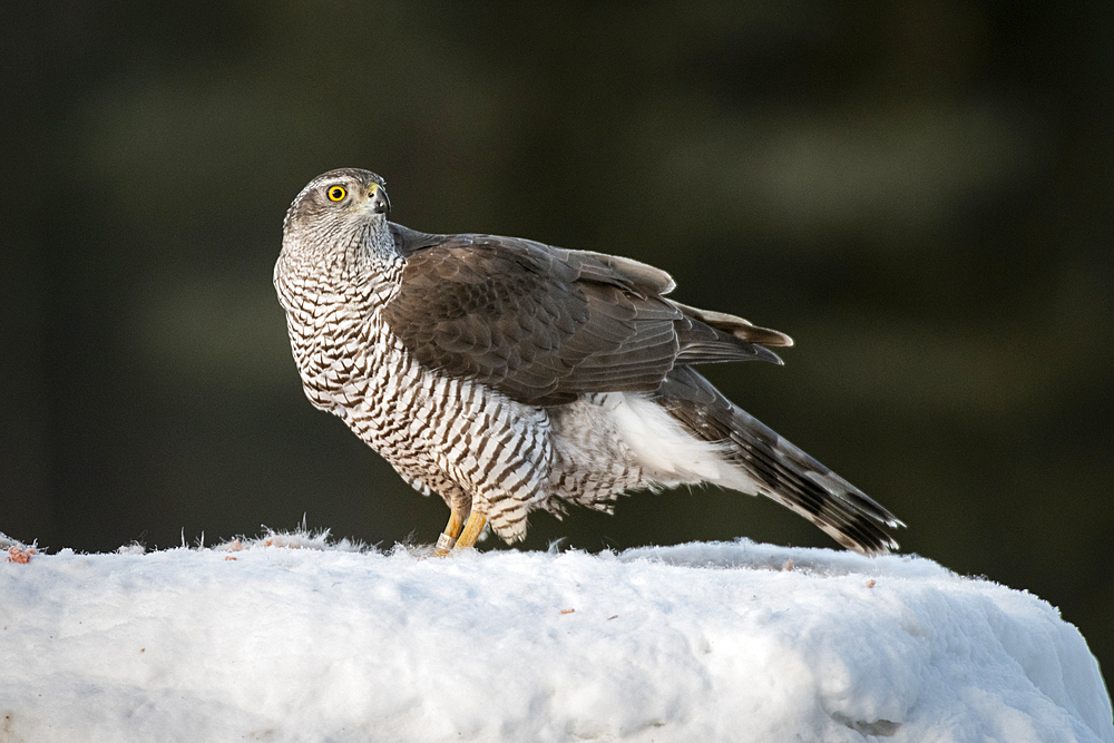 Goshawk (Accipiter gentilis), female, Finland, Europe