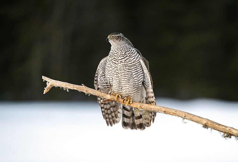 Goshawk (Accipiter gentilis), female, in a threatening posture, Finland, Europe