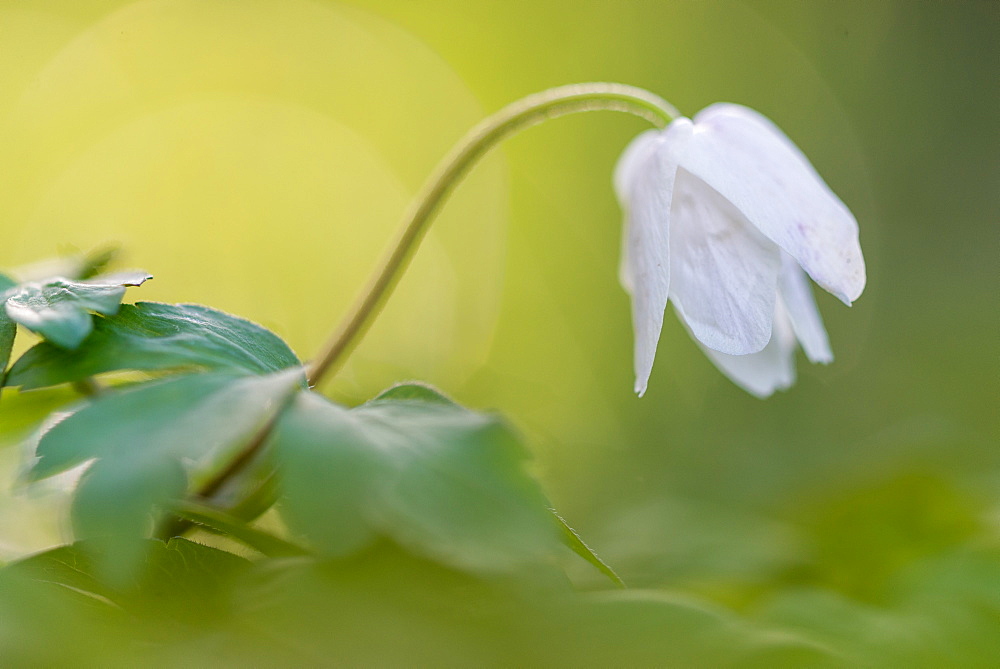 Wood anemone (Anemone nemorosa) flowering, head closed, at sunset, growing in woodland habitat, Kent, England, United Kingdom, Europe