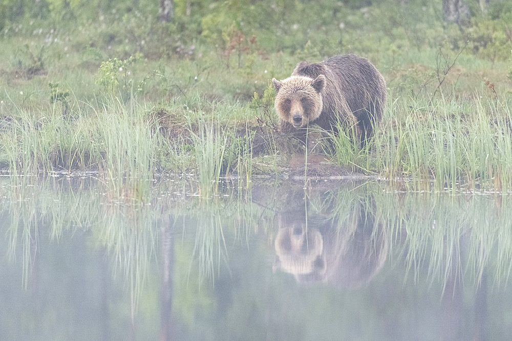 Eurasian brown bear (Ursus arctos arctos) beside lake in morning mist, Finland, Europe