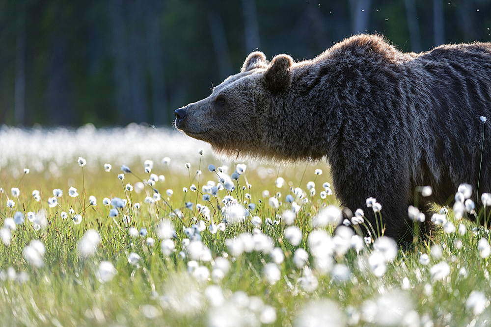 Eurasian brown bear (Ursus arctos arctos) in swamp filled with flowering cotton grass (Eriophorum angustifolium), Finland, Europe